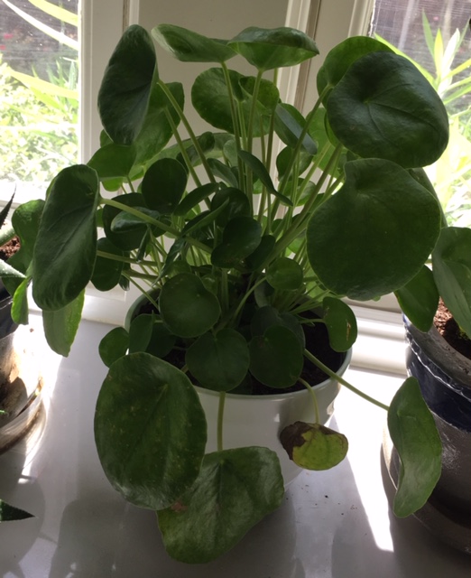 Tanaman Radiator The Accidental (Blank): A Gardener and a Whole Lot More – The ...